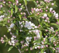 Malus sieversii blomster